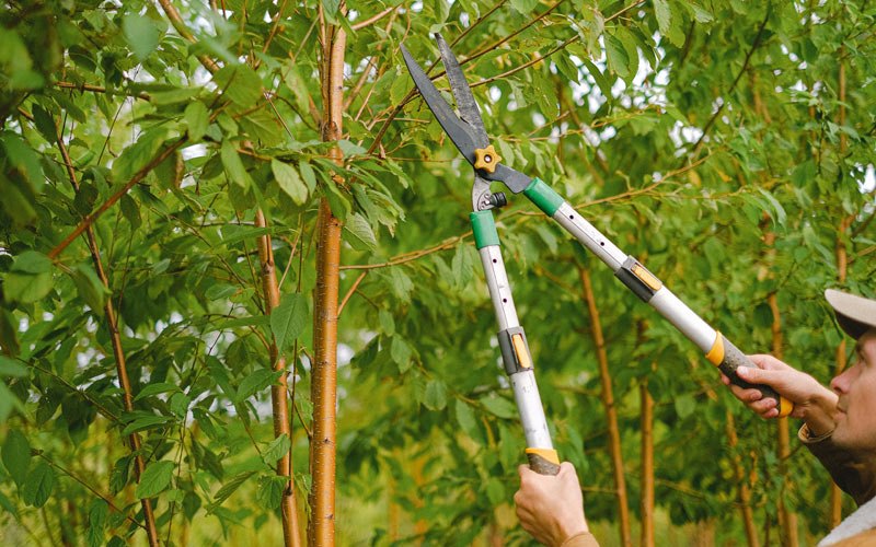 Tree trimming in Hatton, ND